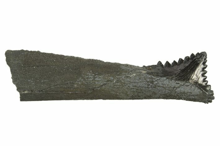 Bizarre Shark (Edestus) Jaw Section with Tooth - Carboniferous #312513